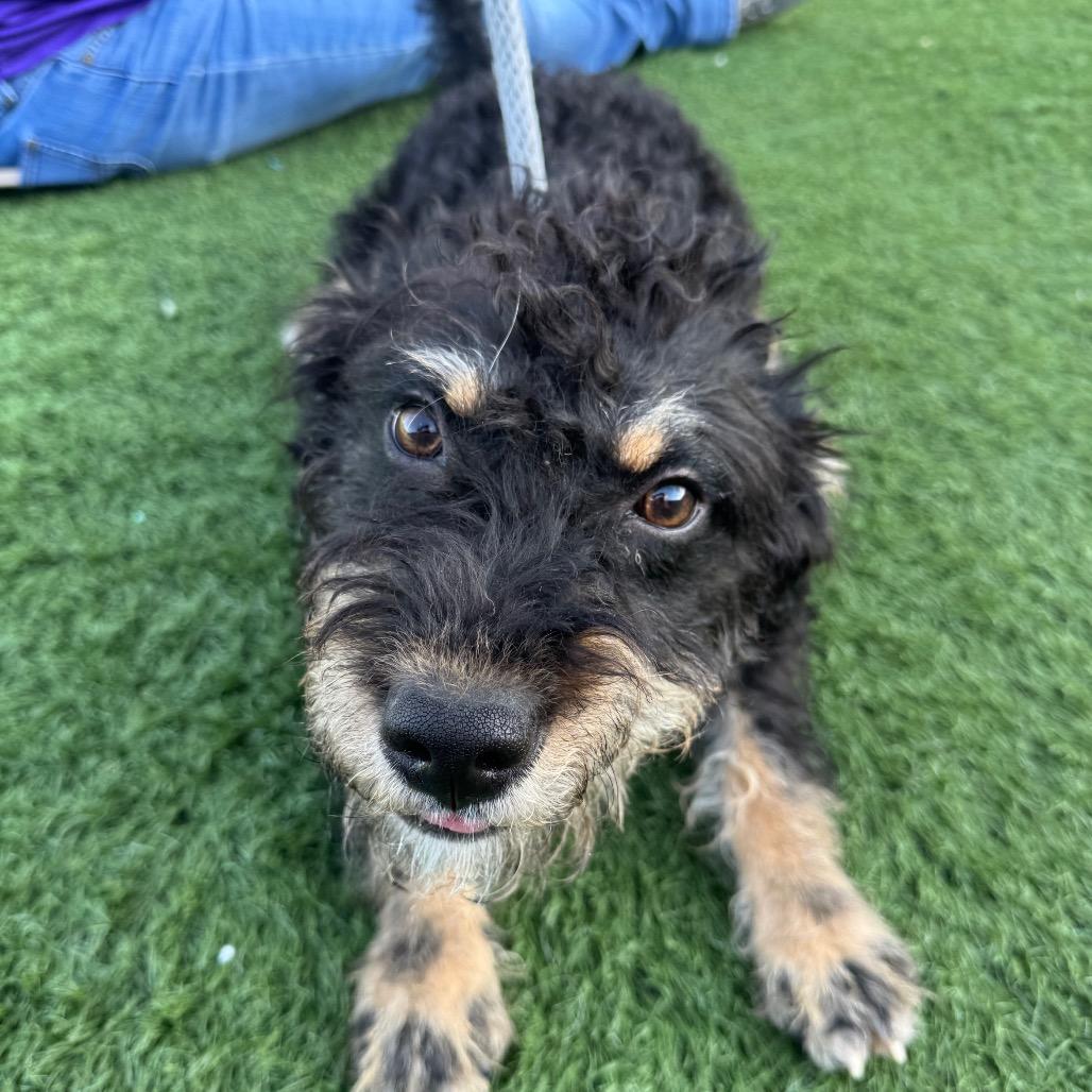 Rizzo, Adoptable, Young Male Mixed Breed.