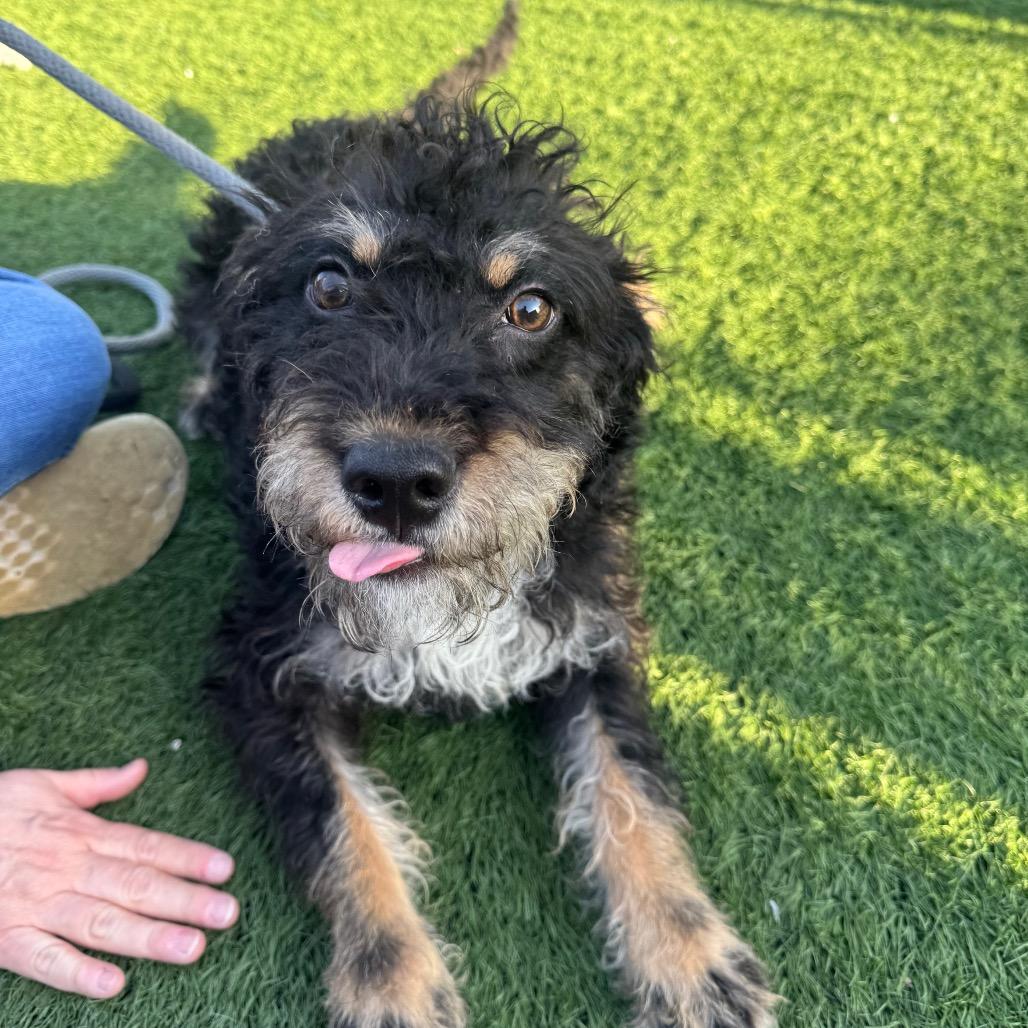 Enlarge Rizzo, a Adoptable Mixed Breed in Canton, IL image 2/6