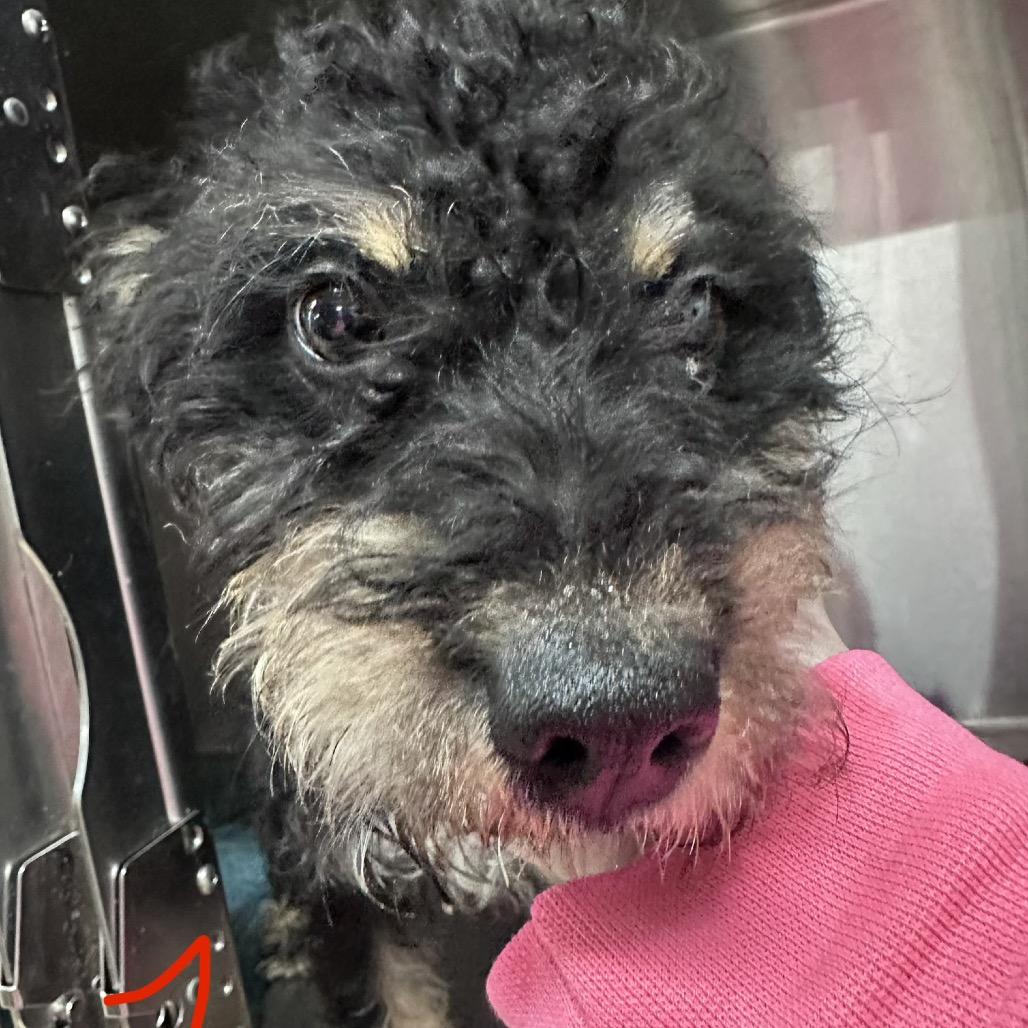 Enlarge Rizzo, a Adoptable Mixed Breed in Canton, IL image 3/6
