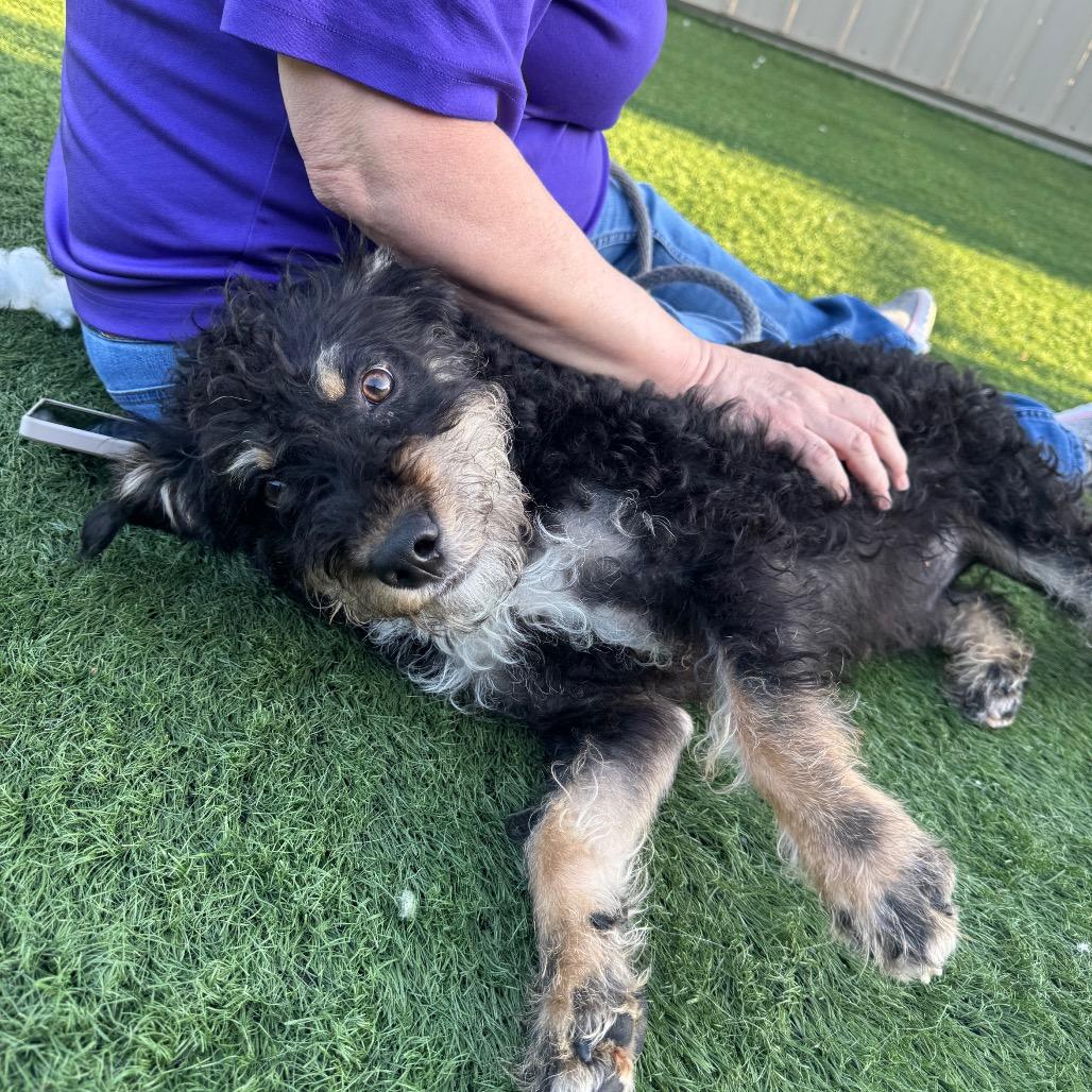 Enlarge Rizzo, a Adoptable Mixed Breed in Canton, IL image 4/6