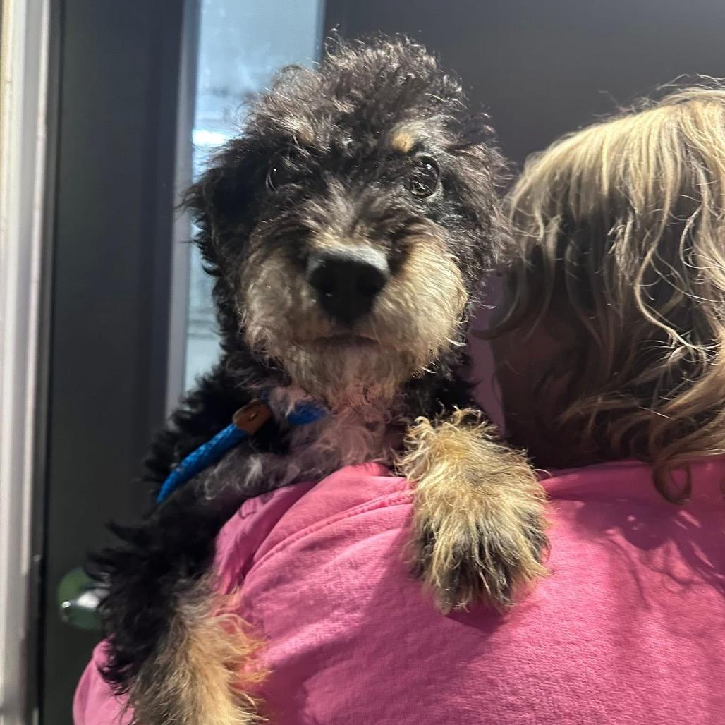 Enlarge Rizzo, a Adoptable Mixed Breed in Canton, IL image 5/6