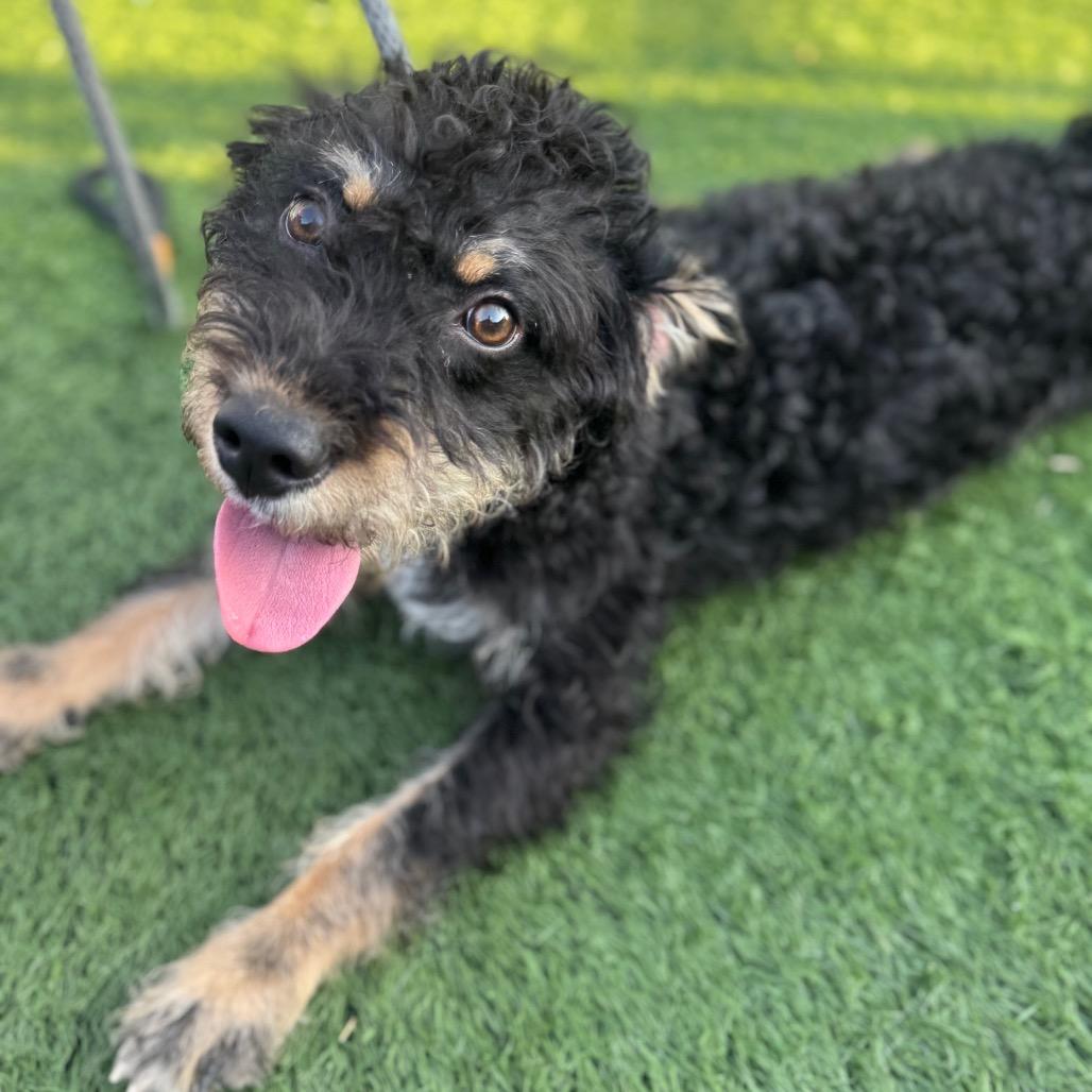 Enlarge Rizzo, a Adoptable Mixed Breed in Canton, IL image 6/6