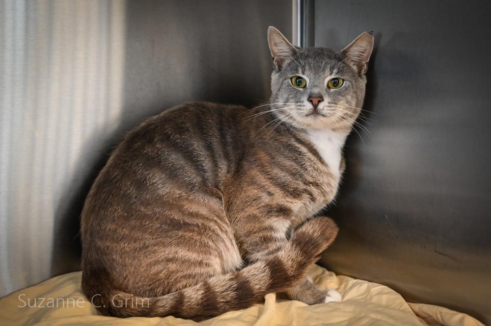 Sashimi, Adoptable, Young Male Domestic Short Hair.