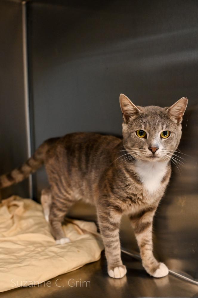 Sashimi, a Adoptable mixed breed in New Orleans, LA image 2/3