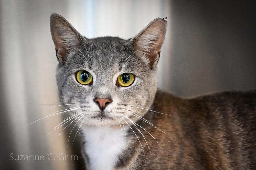 Sashimi, a Adoptable mixed breed in New Orleans, LA image 3/3