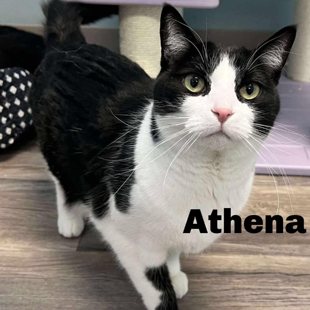 Athena 251097, Adoptable, Adult Female Domestic Short Hair.