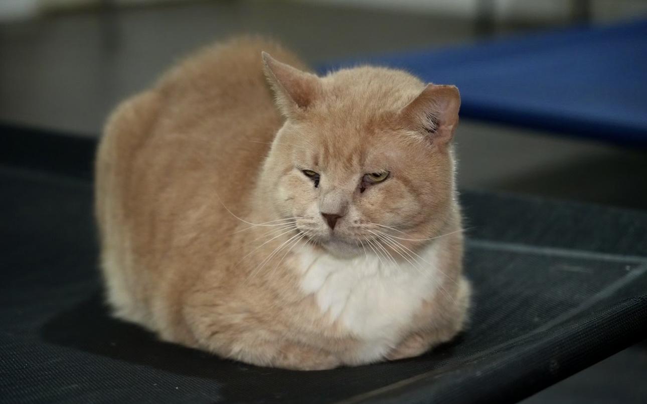 Simba, a Adoptable Domestic Short Hair in Pinson, AL image 3/5