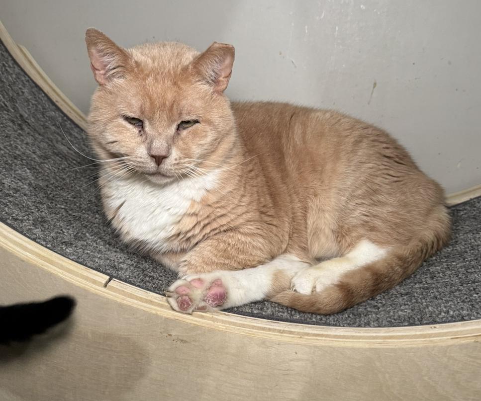 Simba, a Adoptable Domestic Short Hair in Pinson, AL image 4/5