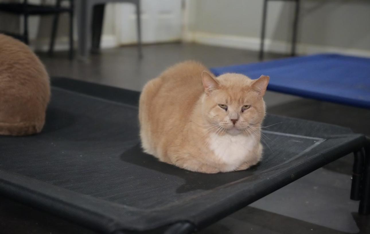 Simba, a Adoptable Domestic Short Hair in Pinson, AL image 5/5