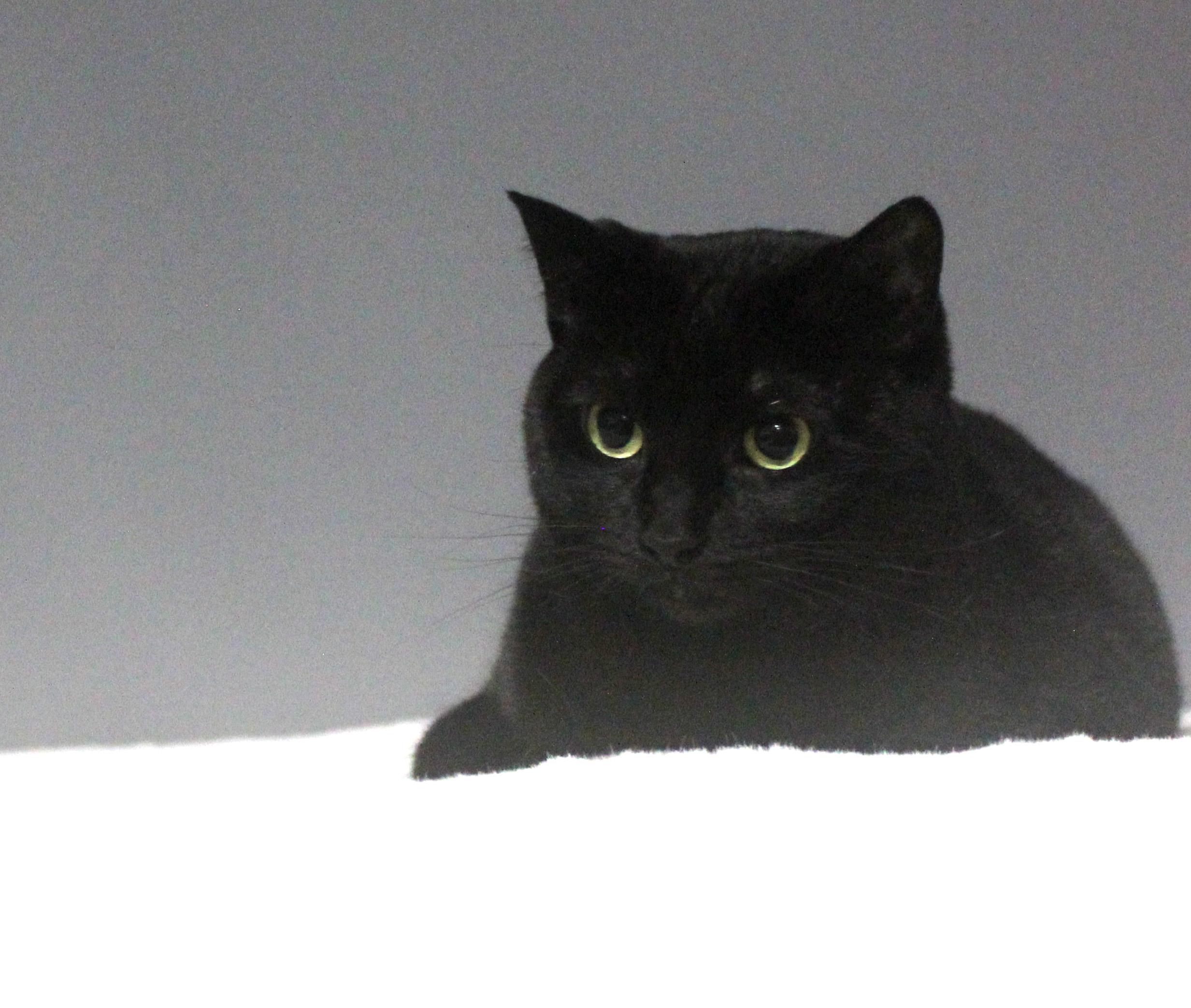 GYPSY, Adoptable, Adult Female Domestic Short Hair.