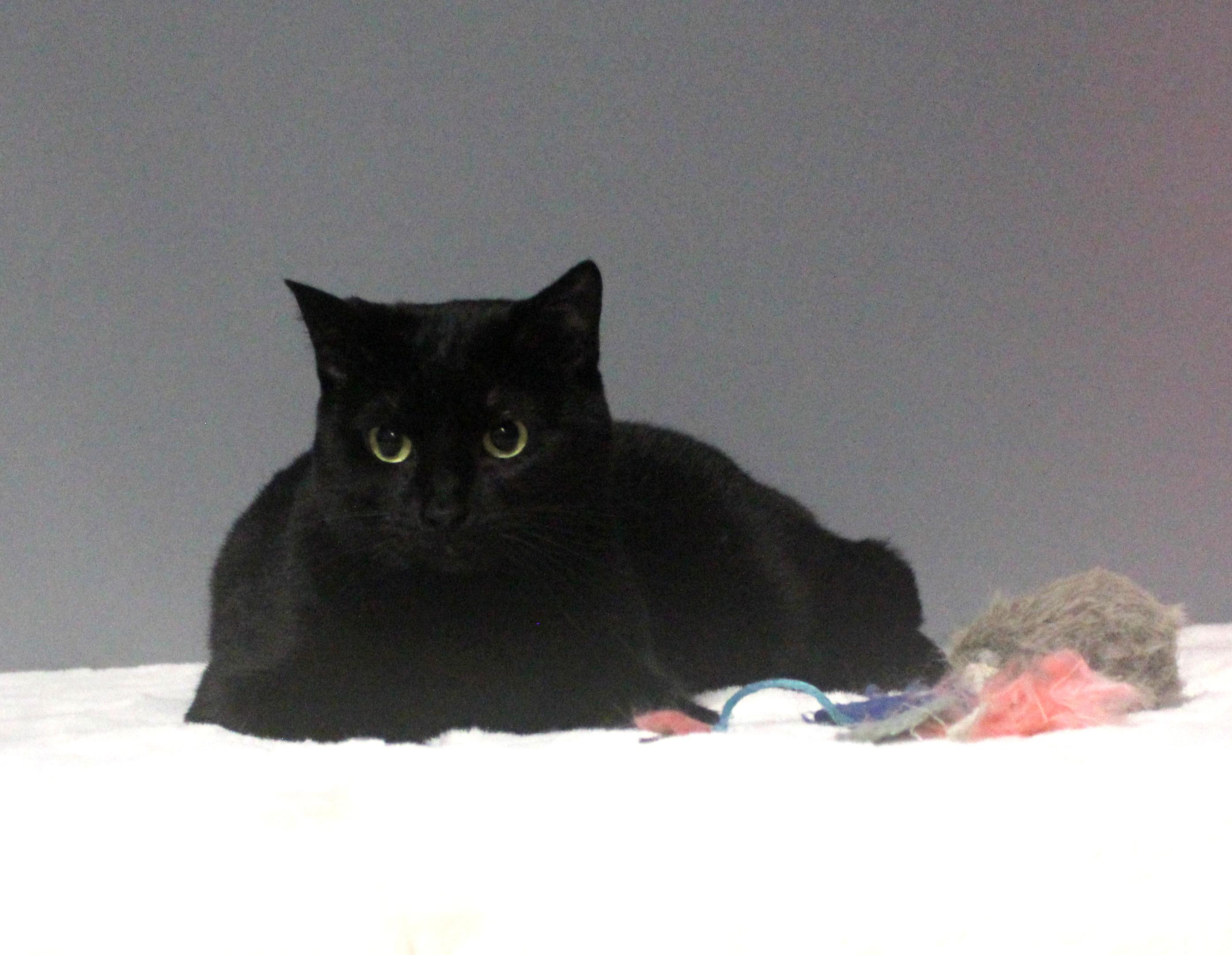 GYPSY, a Adoptable mixed breed in Floral City, FL image 2/6