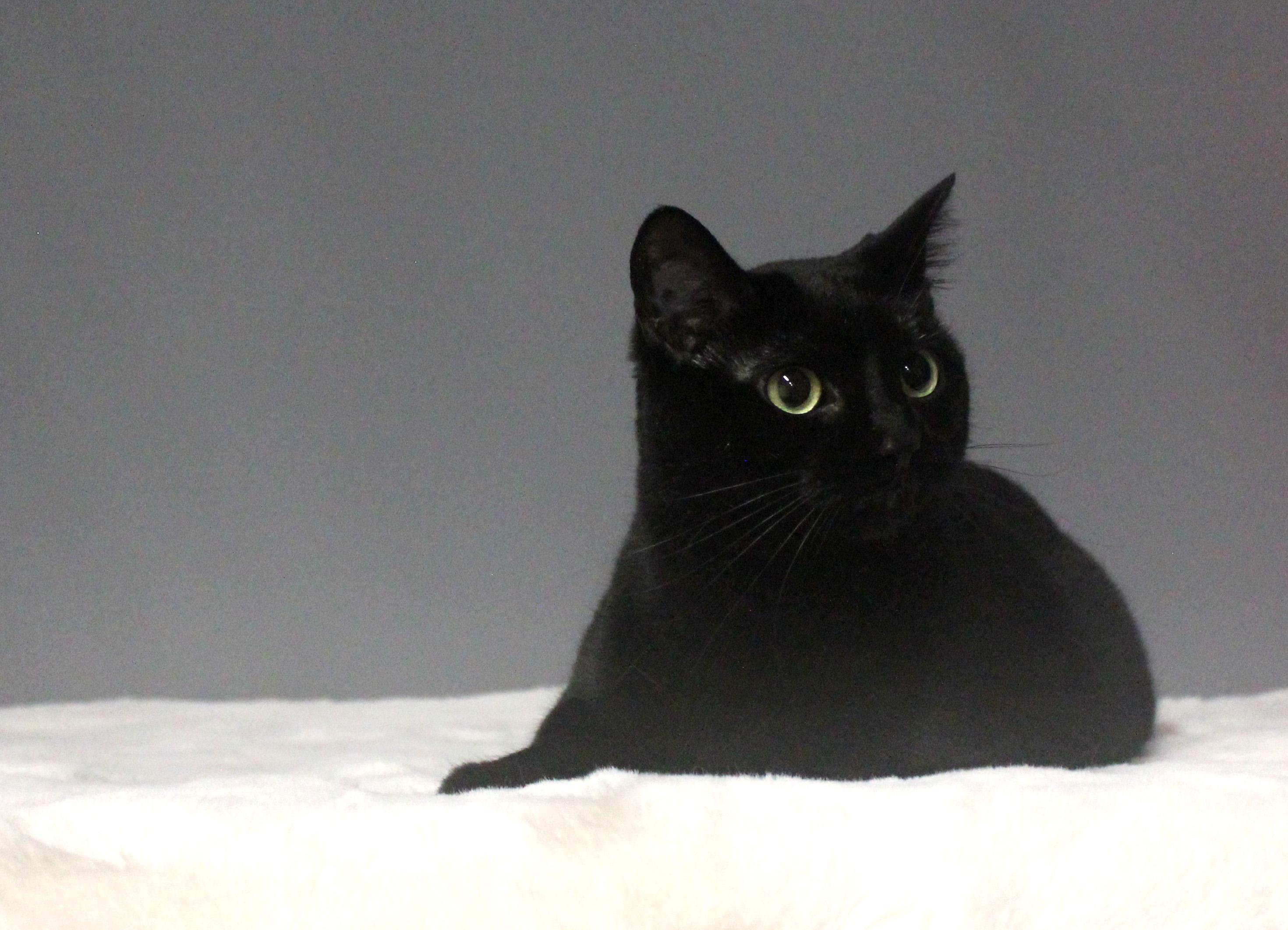 GYPSY, a Adoptable mixed breed in Floral City, FL image 4/6