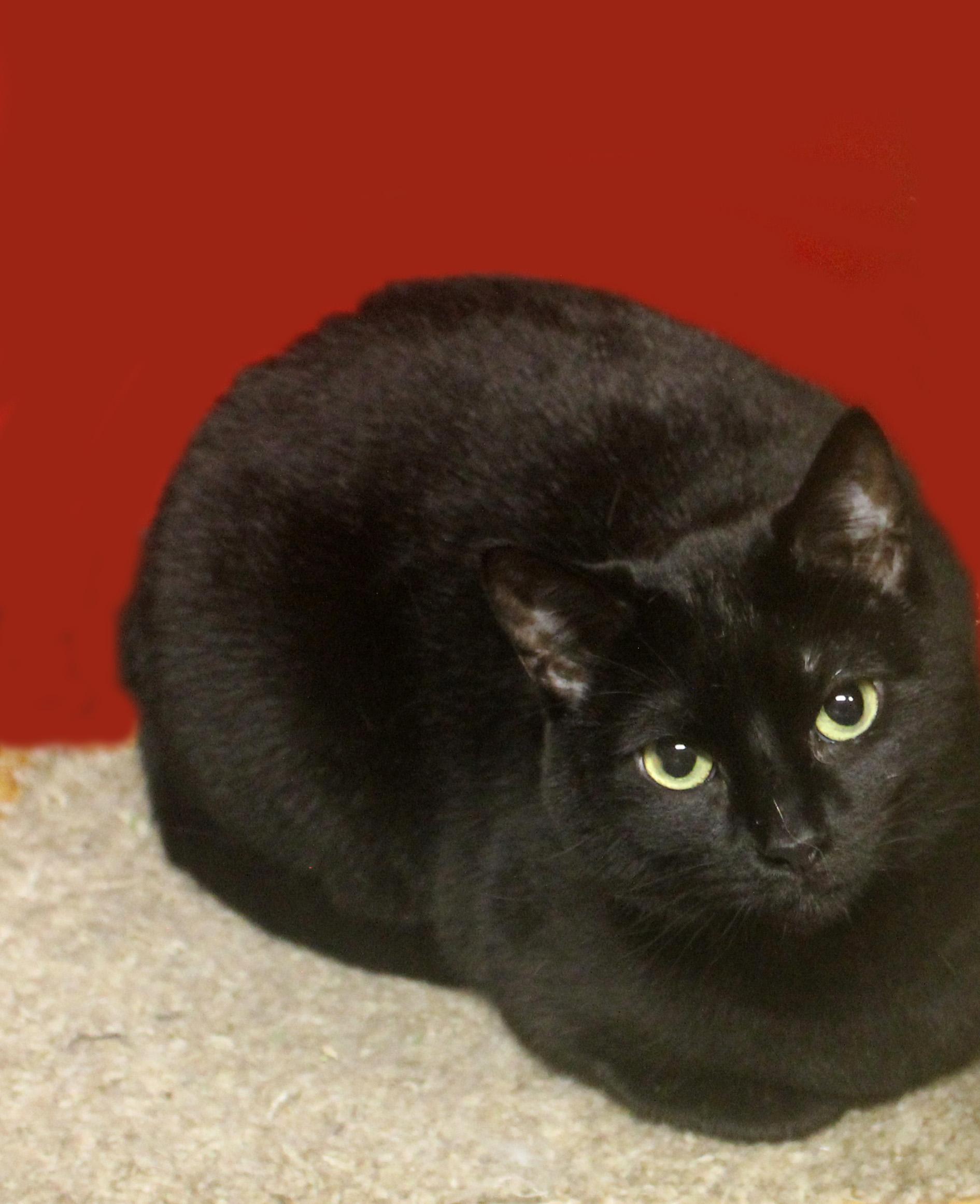 GYPSY, a Adoptable mixed breed in Floral City, FL image 6/6