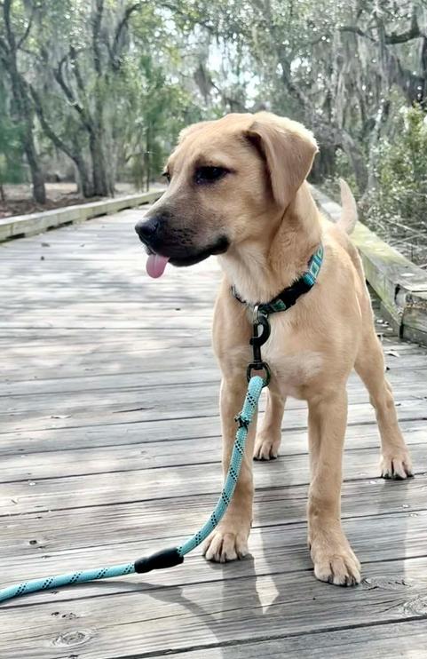 Possum, adopted, Puppy Male Mixed Breed.