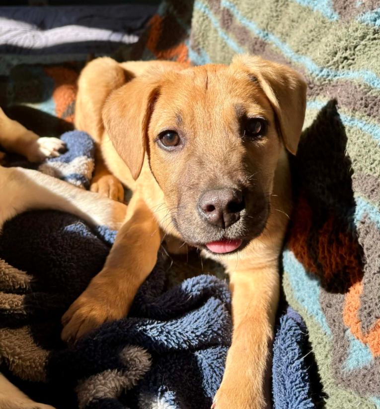 Enlarge Possum, an adopted mixed breed in Eutawville, SC image 4/6