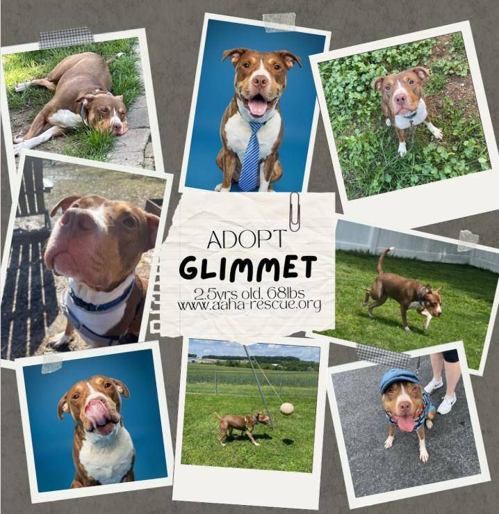Glimmet, a Adoptable mixed breed in Baltimore, MD image 1/3