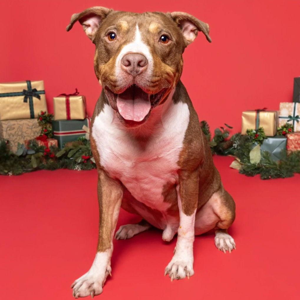 Glimmet, a Adoptable mixed breed in Baltimore, MD image 2/3