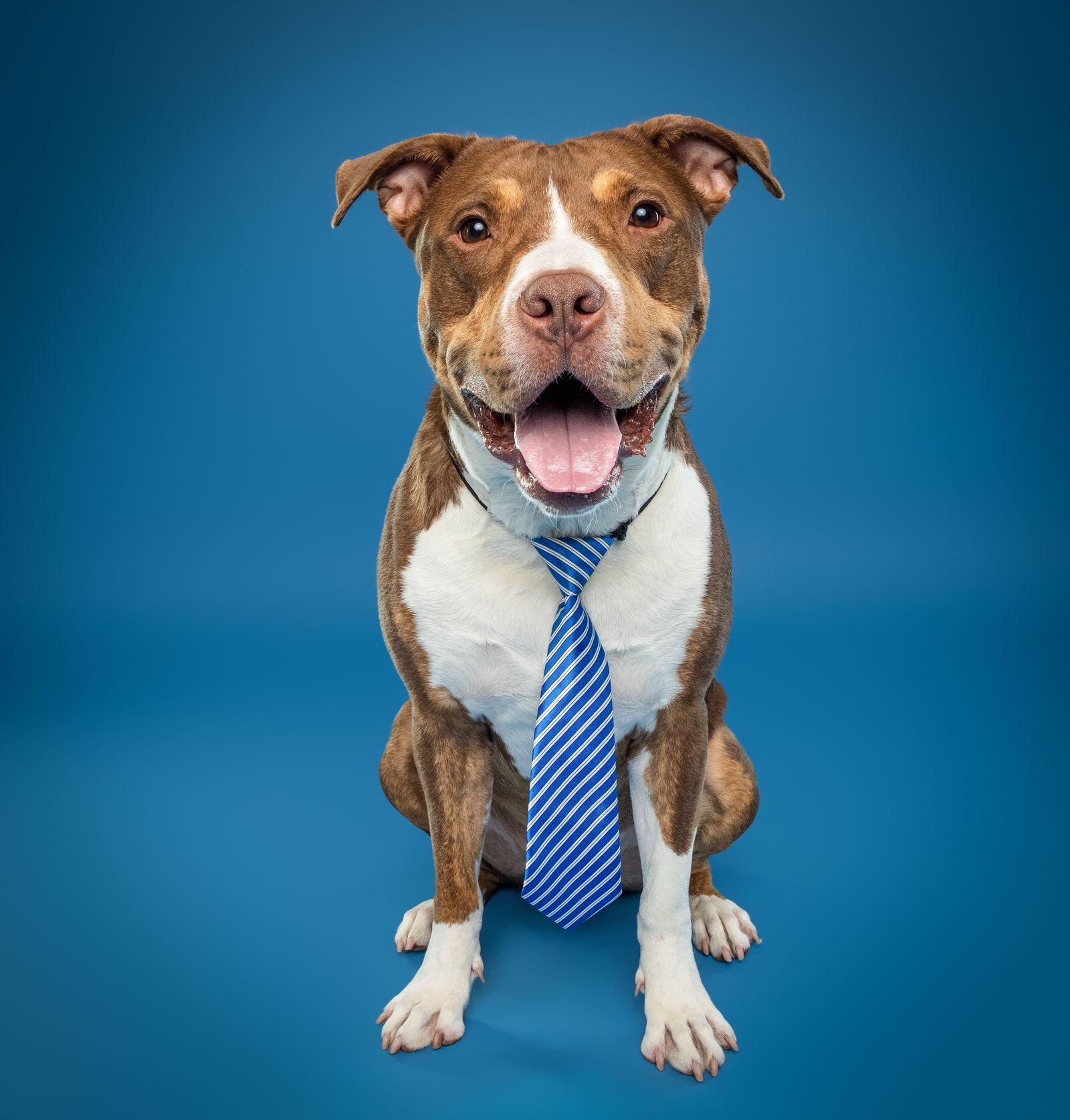 Glimmet, a Adoptable mixed breed in Baltimore, MD image 3/3