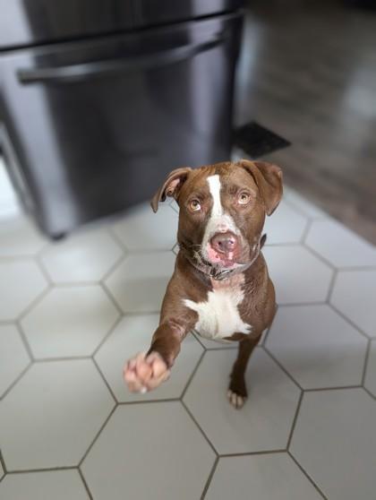 Tropic, a Adoptable Mixed Breed in Miamitown, OH image 3/3