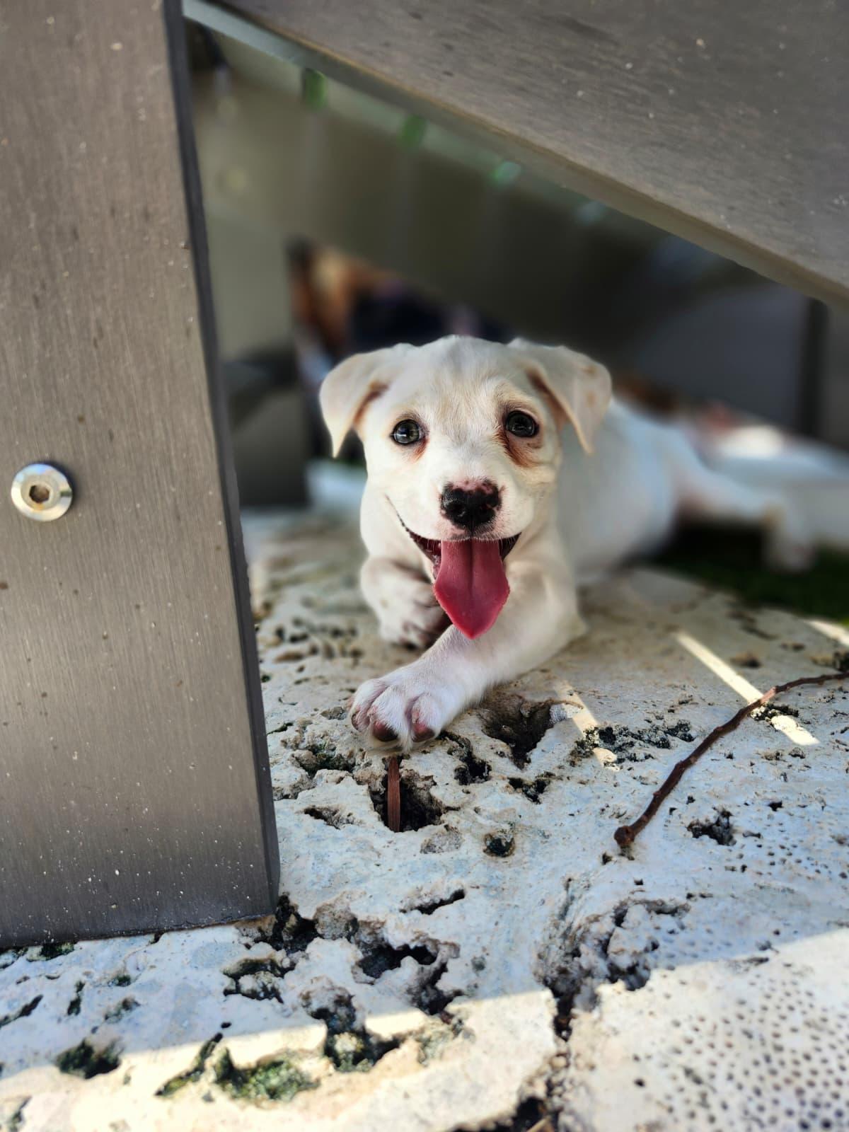 Enlarge Paloma, a Adoptable Mixed Breed in Melbourne , FL image 3/3