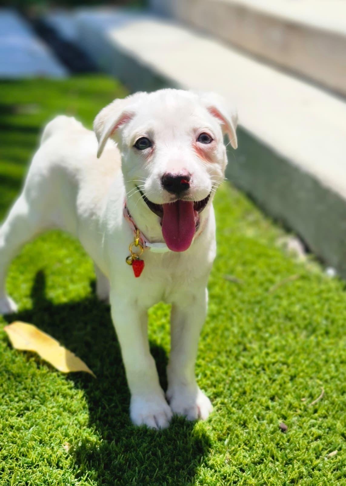 Paloma, Adoptable, Puppy Female Mixed Breed.