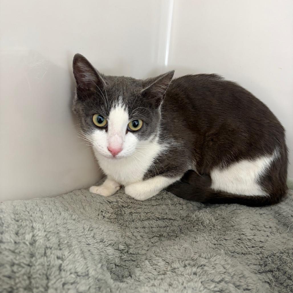 Mercury, Adoptable, Young Male Domestic Short Hair.