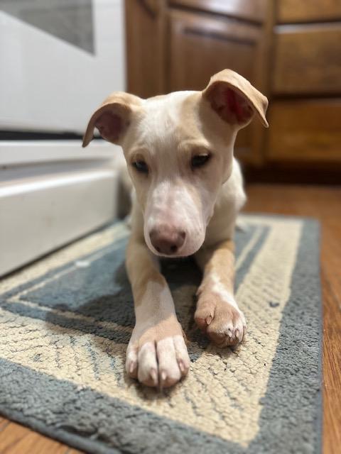 Harrison thumbnail 2