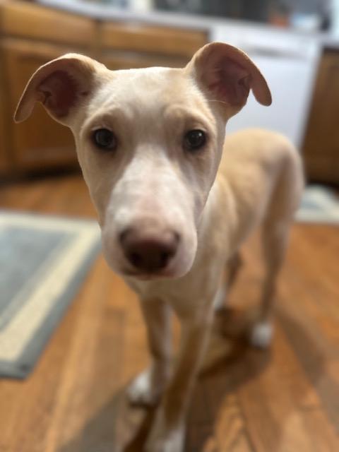 Harrison thumbnail 5