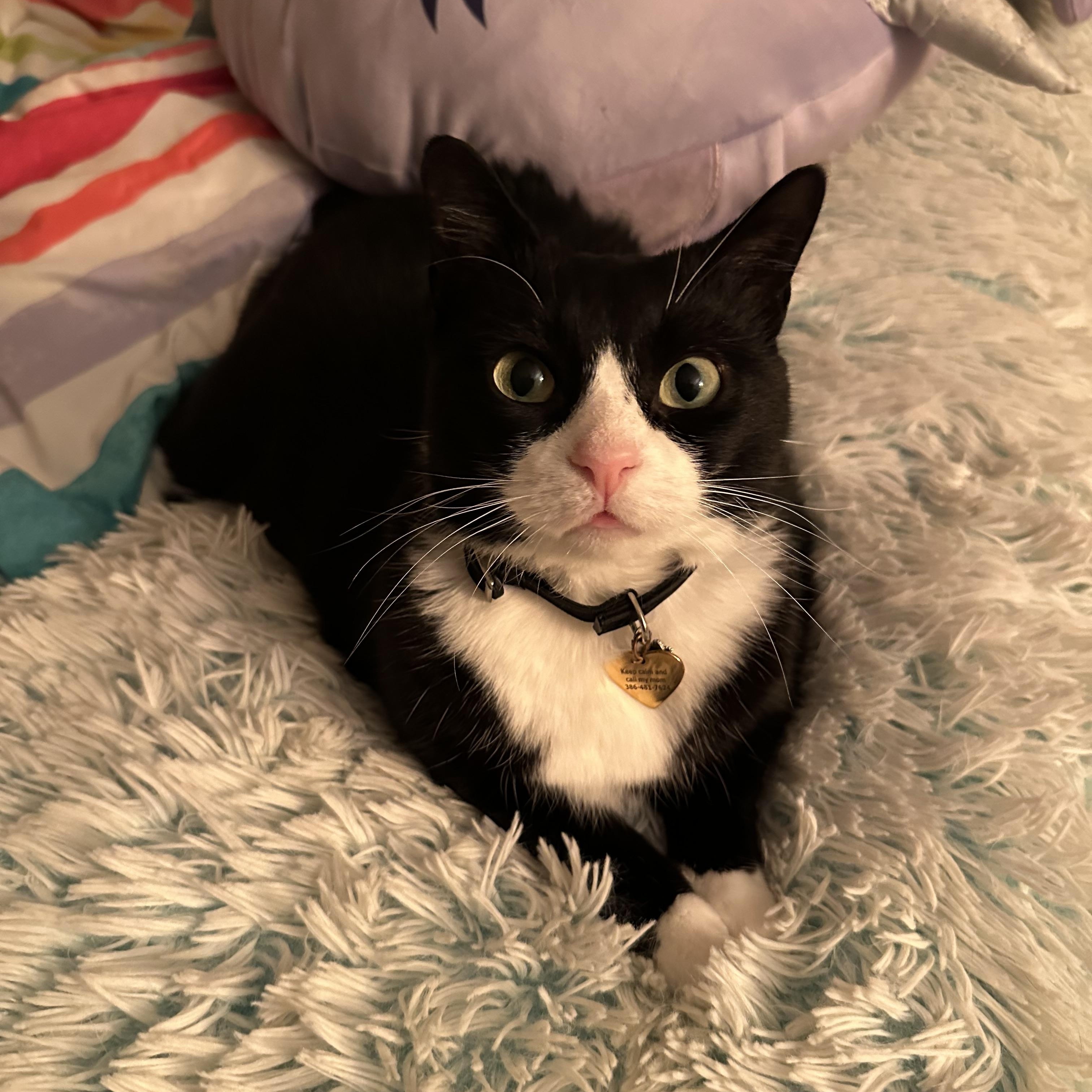 Enlarge Theresa Cookie (WATCH video!) *love bug , a ADOPTABLE Domestic Short Hair in Port Orange, FL image 4/6