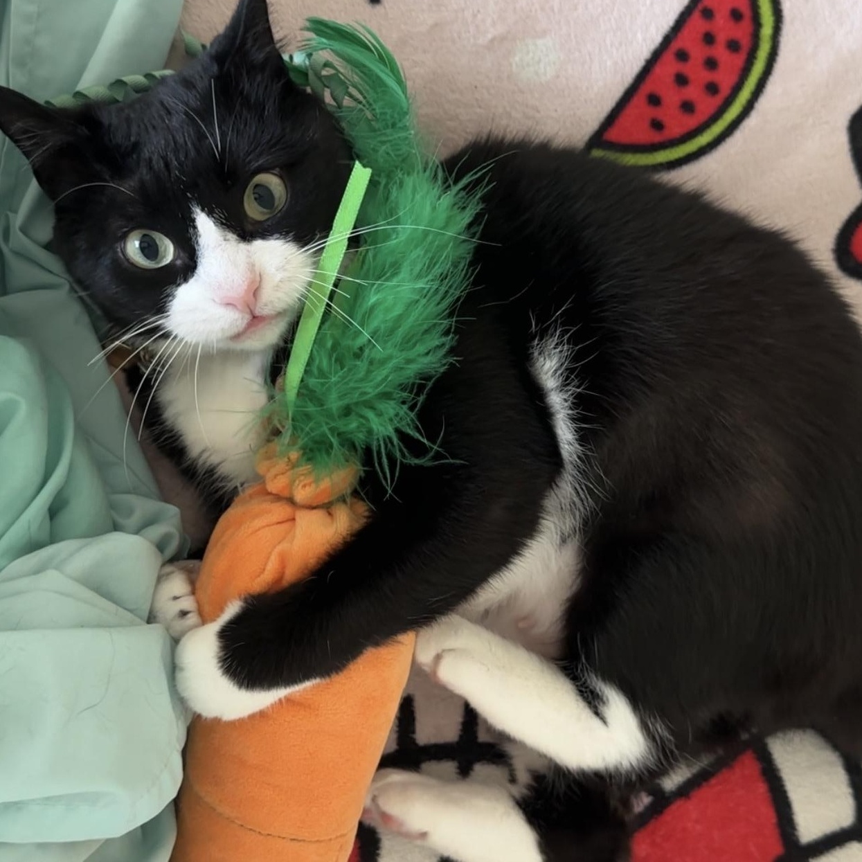 Enlarge Theresa Cookie (WATCH video!) *love bug , a ADOPTABLE Domestic Short Hair in Port Orange, FL image 1/6