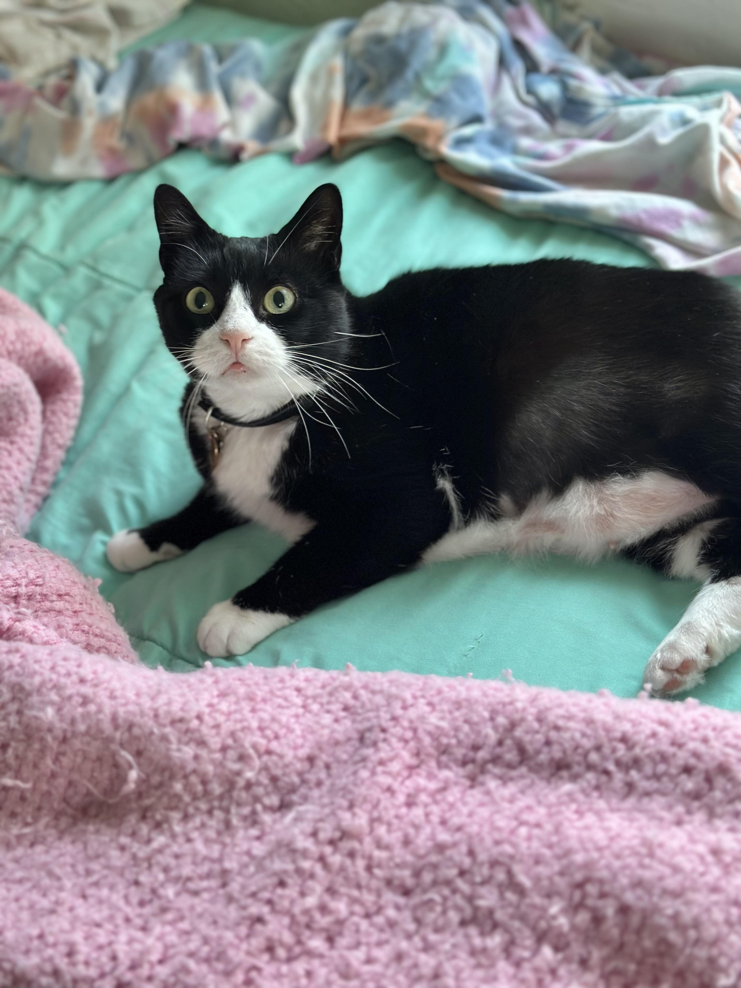 Enlarge Theresa Cookie (WATCH video!) *love bug , a ADOPTABLE Domestic Short Hair in Port Orange, FL image 5/6