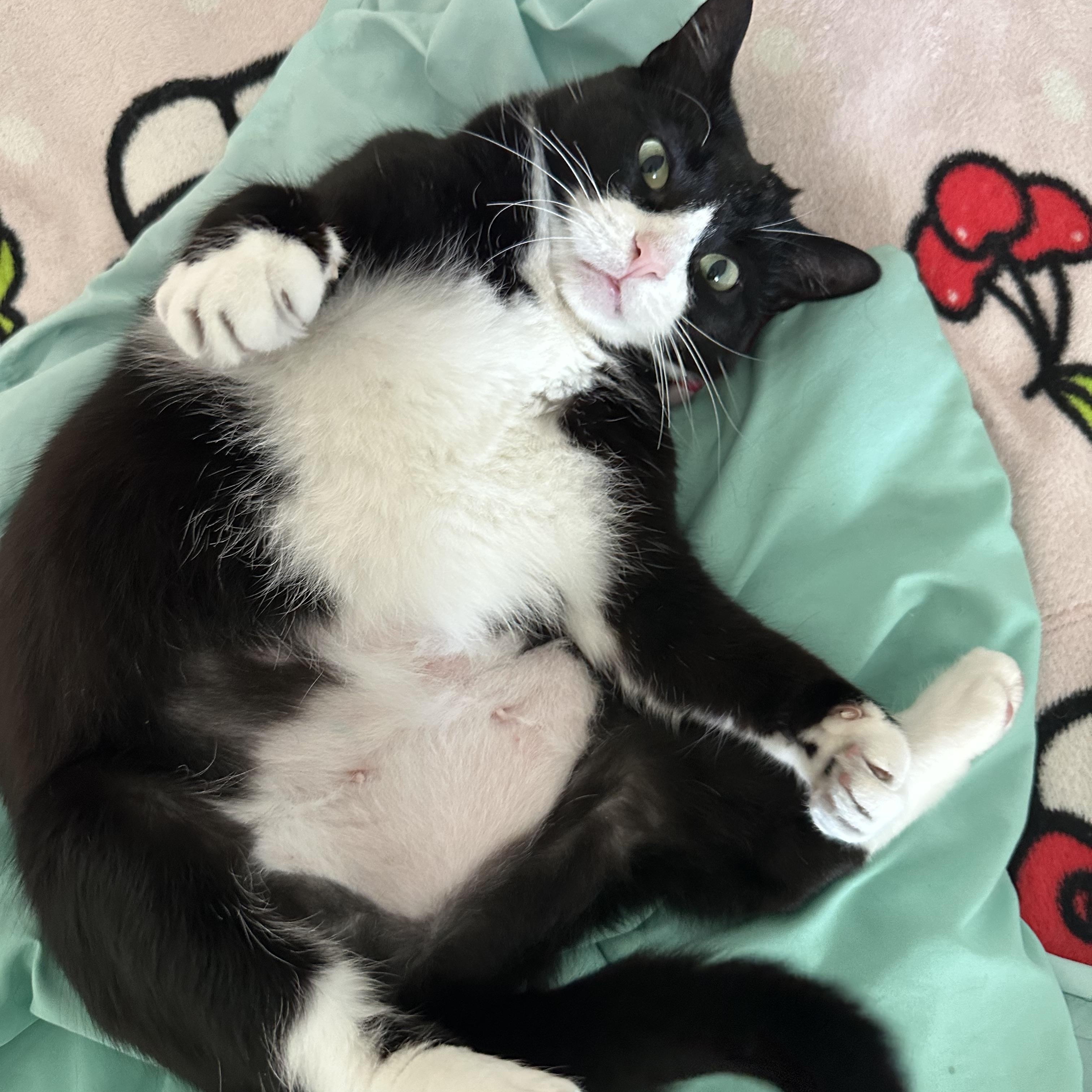 Enlarge Theresa Cookie (WATCH video!) *love bug , a ADOPTABLE Domestic Short Hair in Port Orange, FL image 2/6