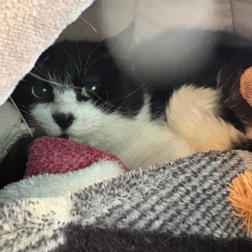 Astro - Barn Cat, Adoptable, Adult Male Domestic Medium Hair.