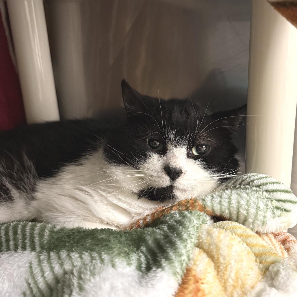 Enlarge Astro - Barn Cat, a Adoptable Domestic Medium Hair in Morrisville, VT image 2/2