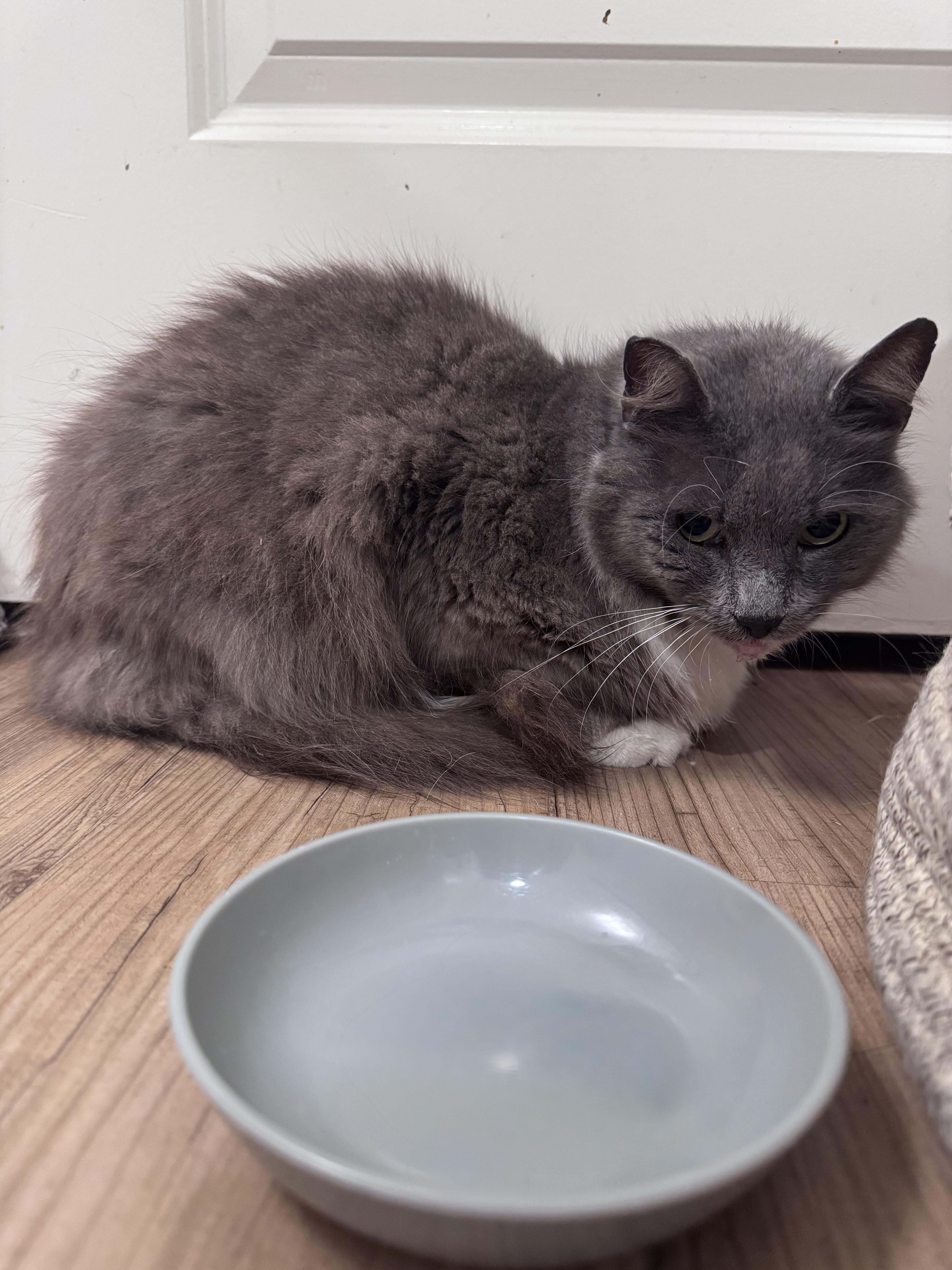 Enlarge Stanley, a ADOPTABLE Domestic Long Hair in San Diego, CA image 1/4