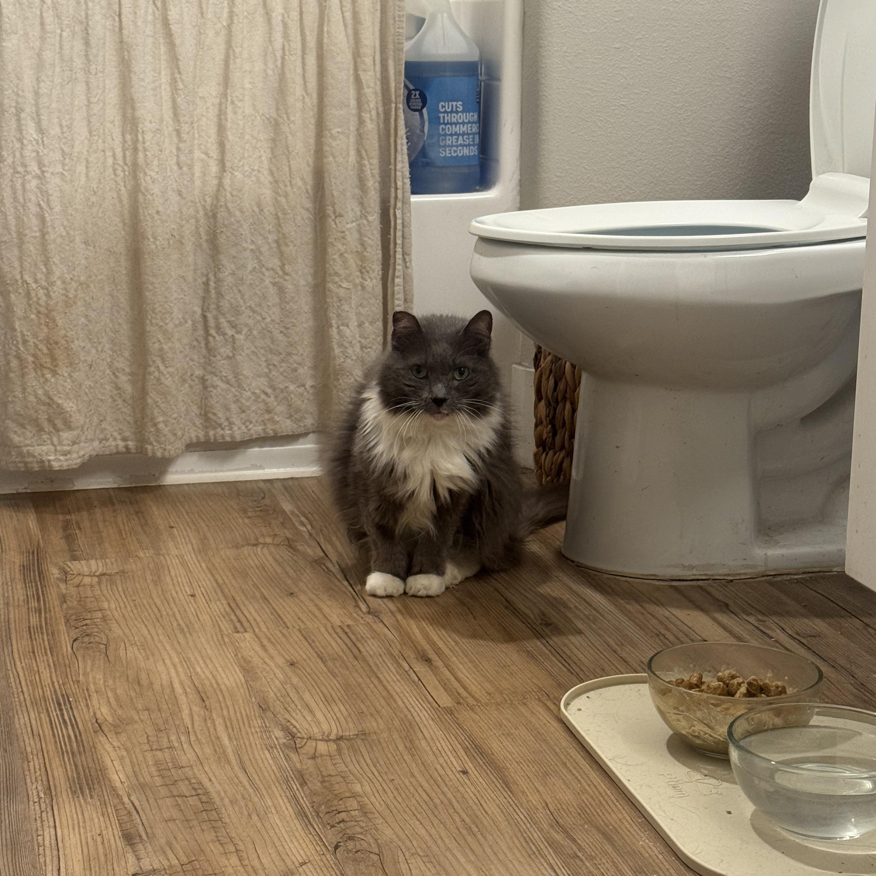Stanley, Adoptable, Adult Male Domestic Long Hair.