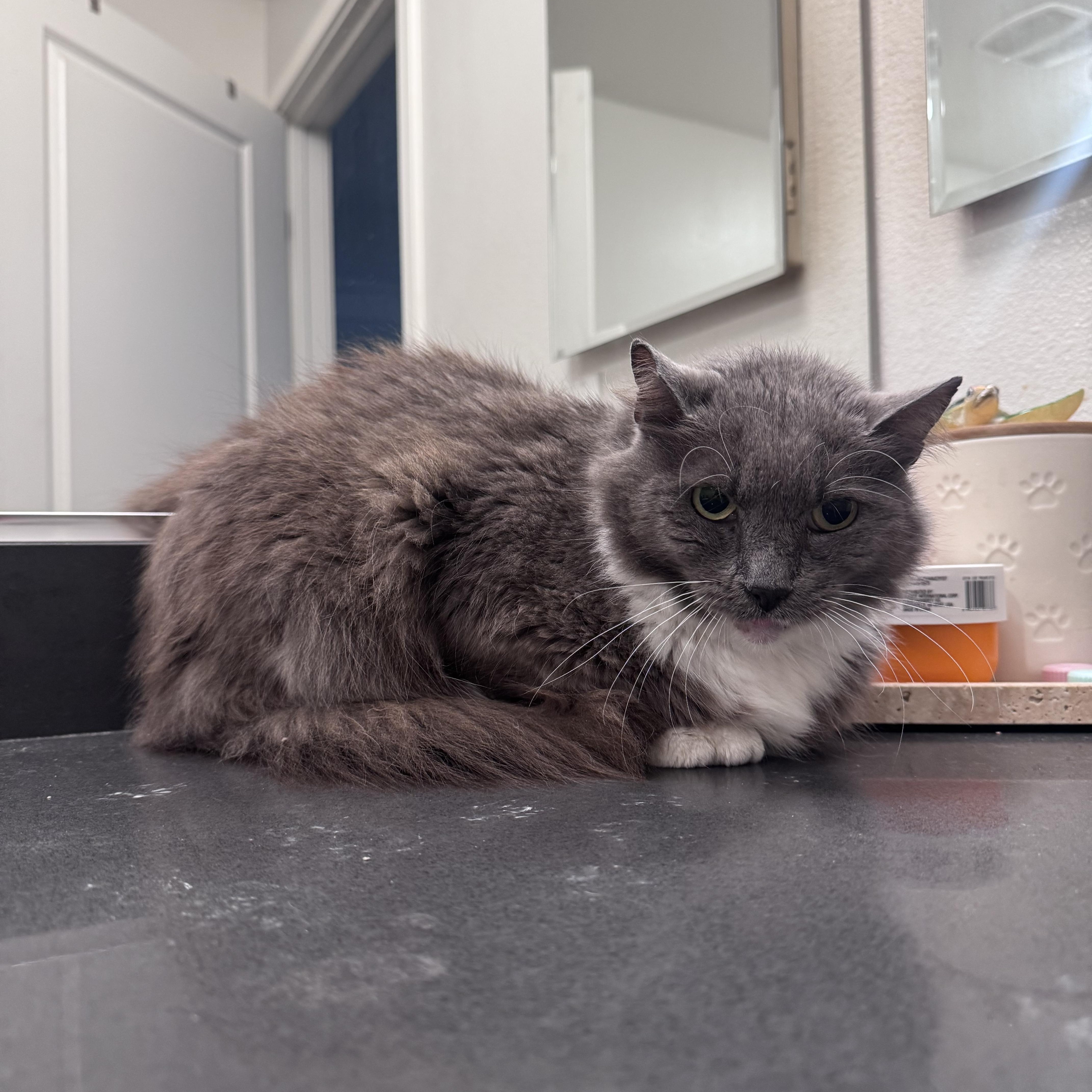 Enlarge Stanley, a ADOPTABLE Domestic Long Hair in San Diego, CA image 1/4