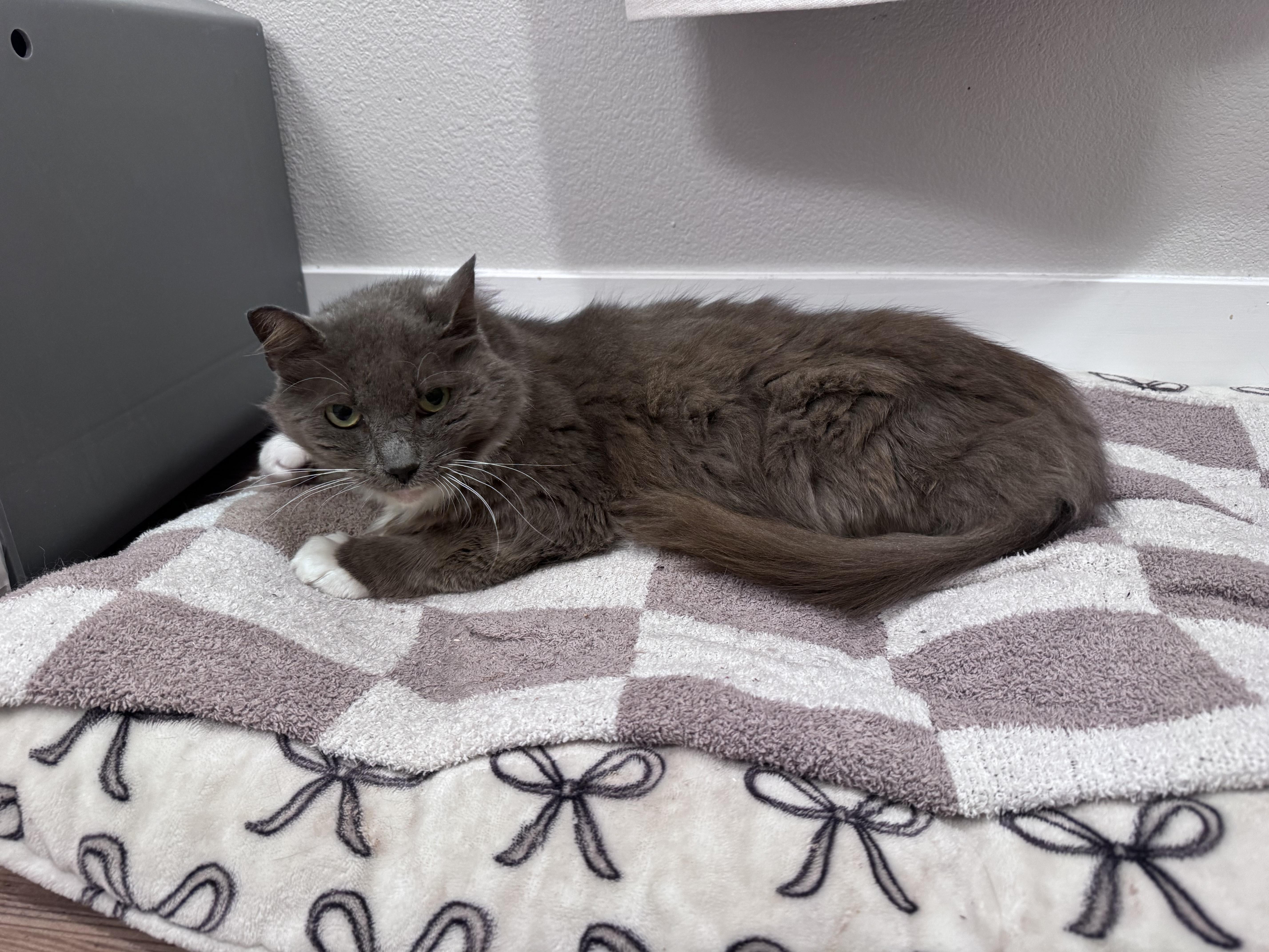 Enlarge Stanley, a ADOPTABLE Domestic Long Hair in San Diego, CA image 2/4
