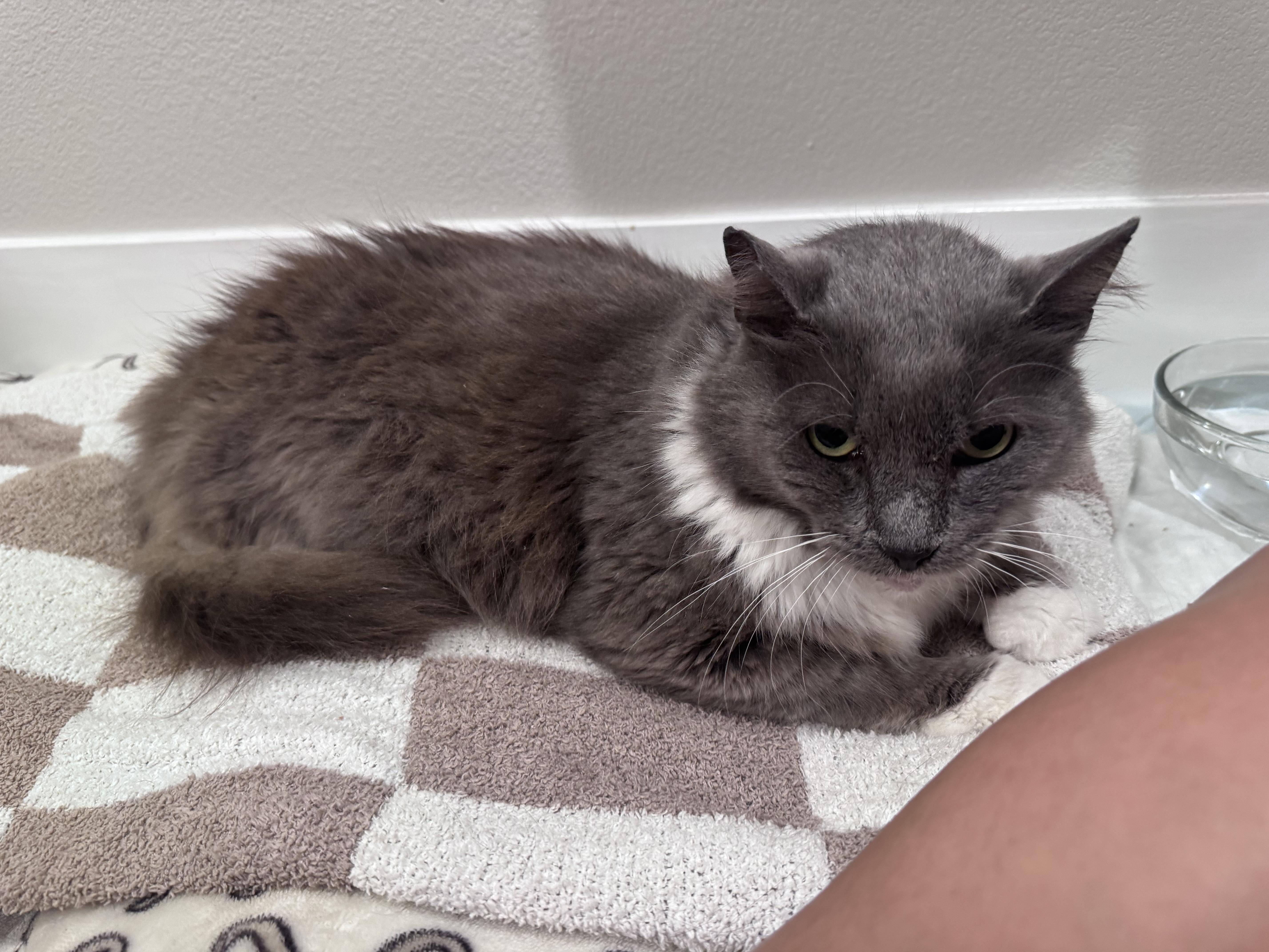 Enlarge Stanley, a ADOPTABLE Domestic Long Hair in San Diego, CA image 4/4
