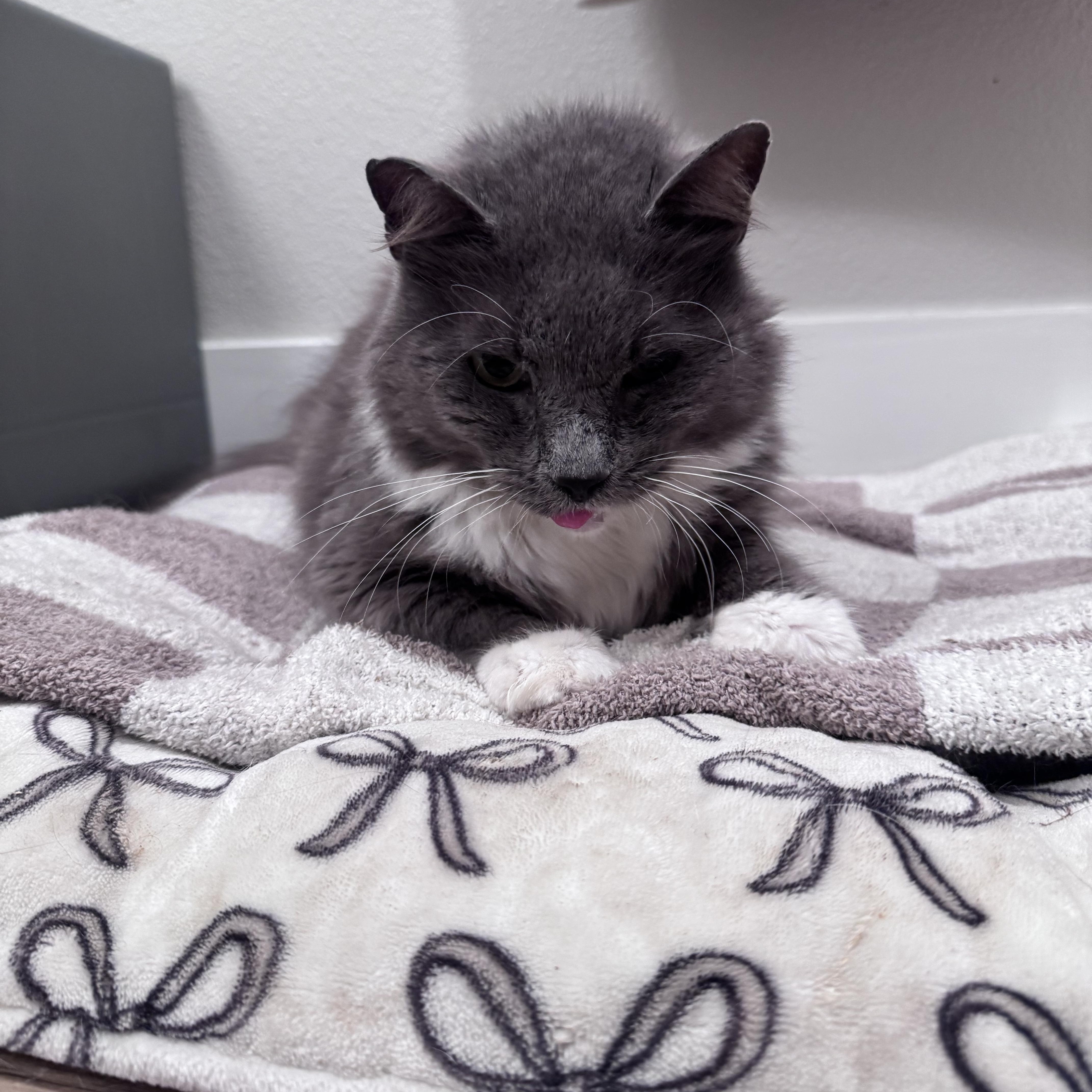 Enlarge Stanley, a ADOPTABLE Domestic Long Hair in San Diego, CA image 3/4