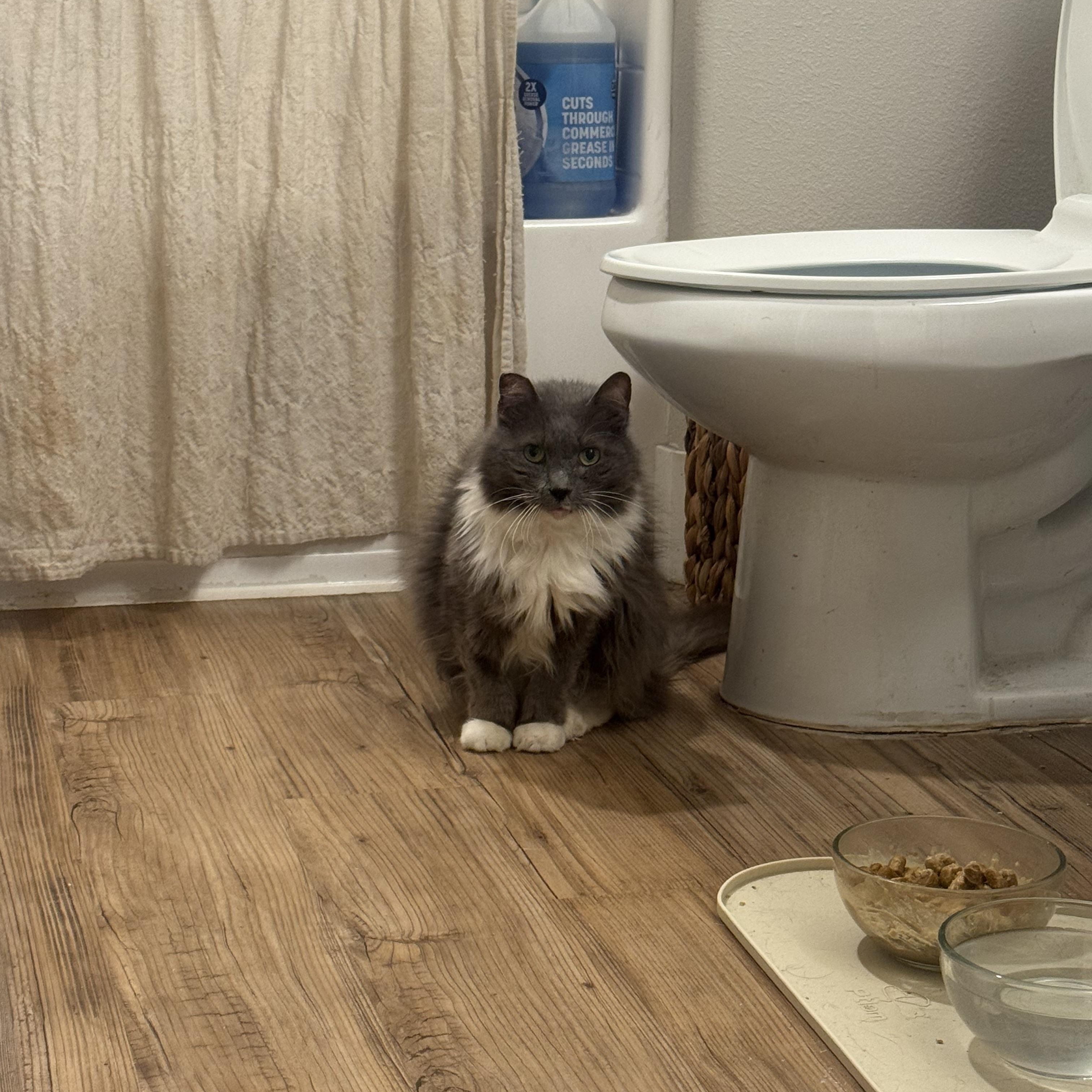 Enlarge Stanley, a Adoptable Domestic Long Hair in San Diego, CA image 3/4