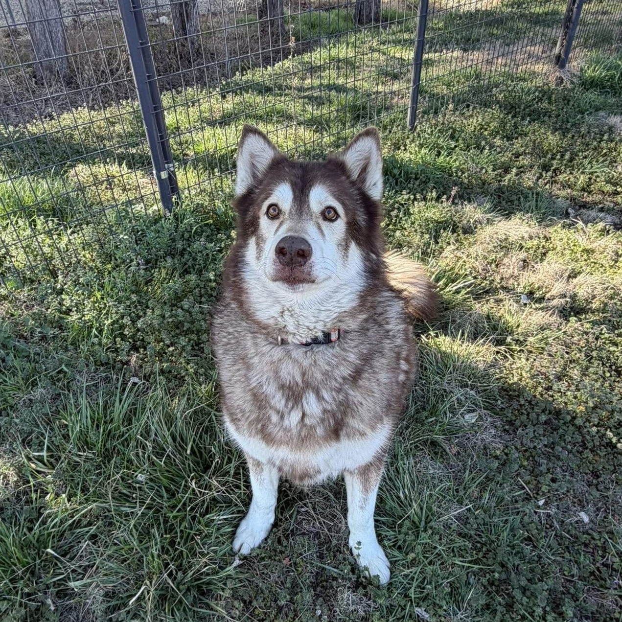 Wally, Adoptable, Senior Male Alaskan Malamute.