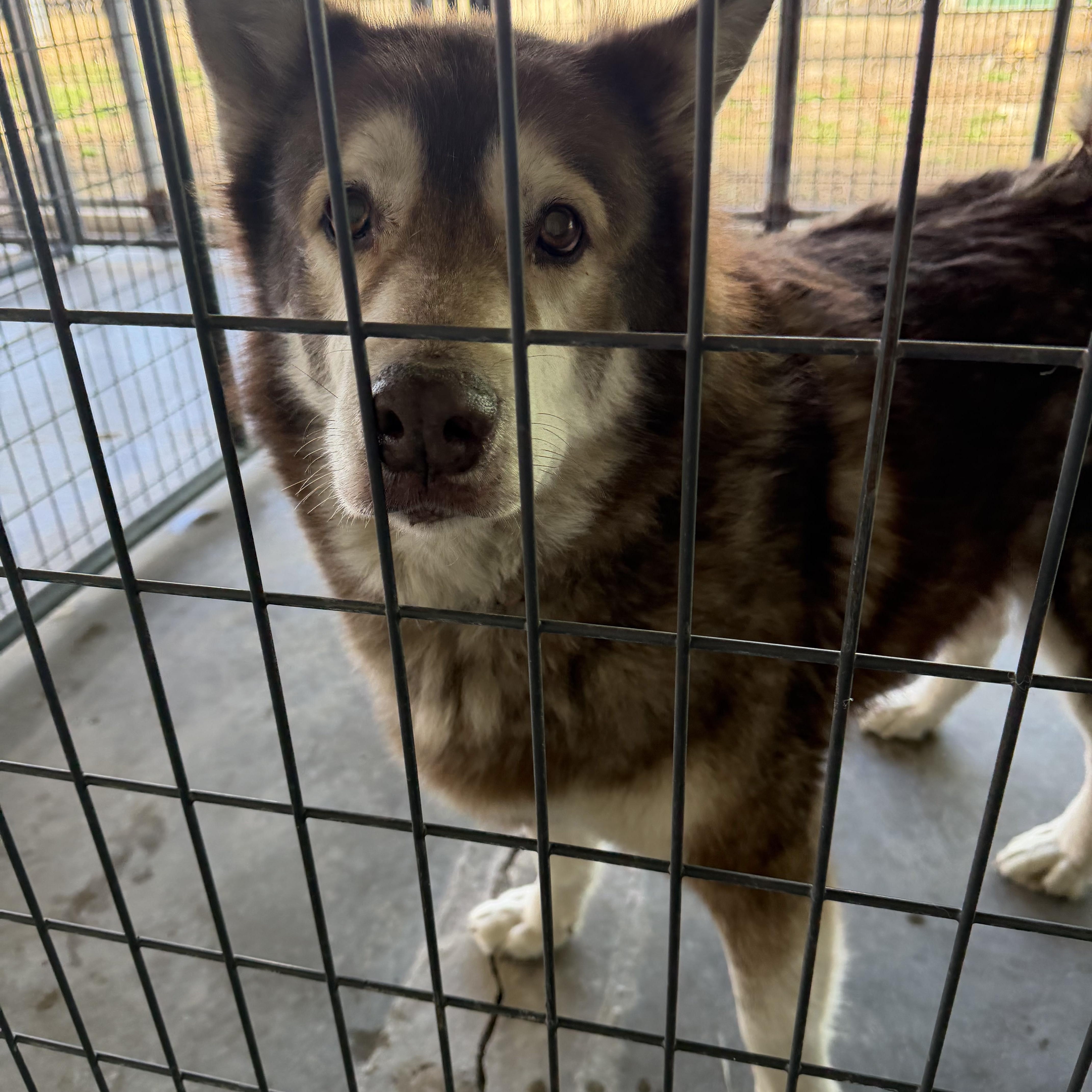 Wally, Adoptable, Senior Male Alaskan Malamute.