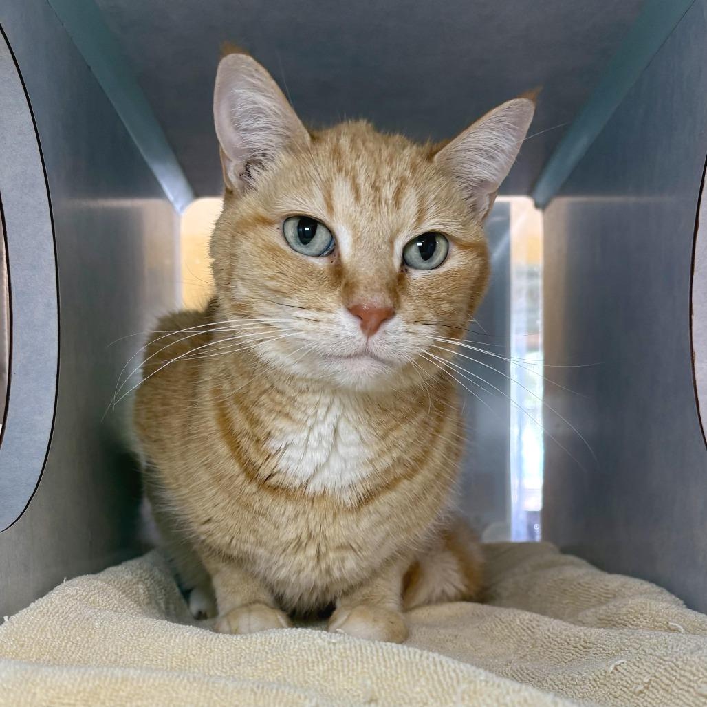 Abby, Adoptable, Senior Female Domestic Short Hair.