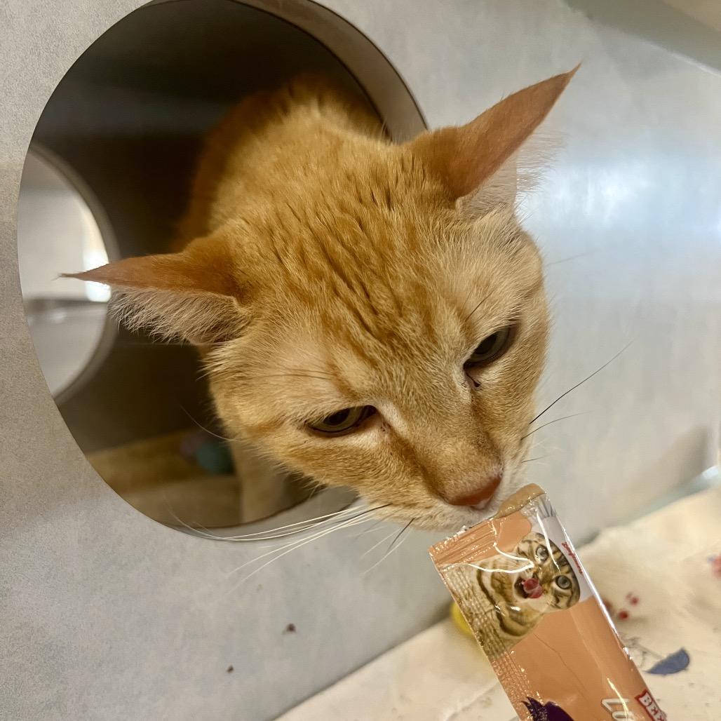 Abby, Adoptable, Senior Female Domestic Short Hair.