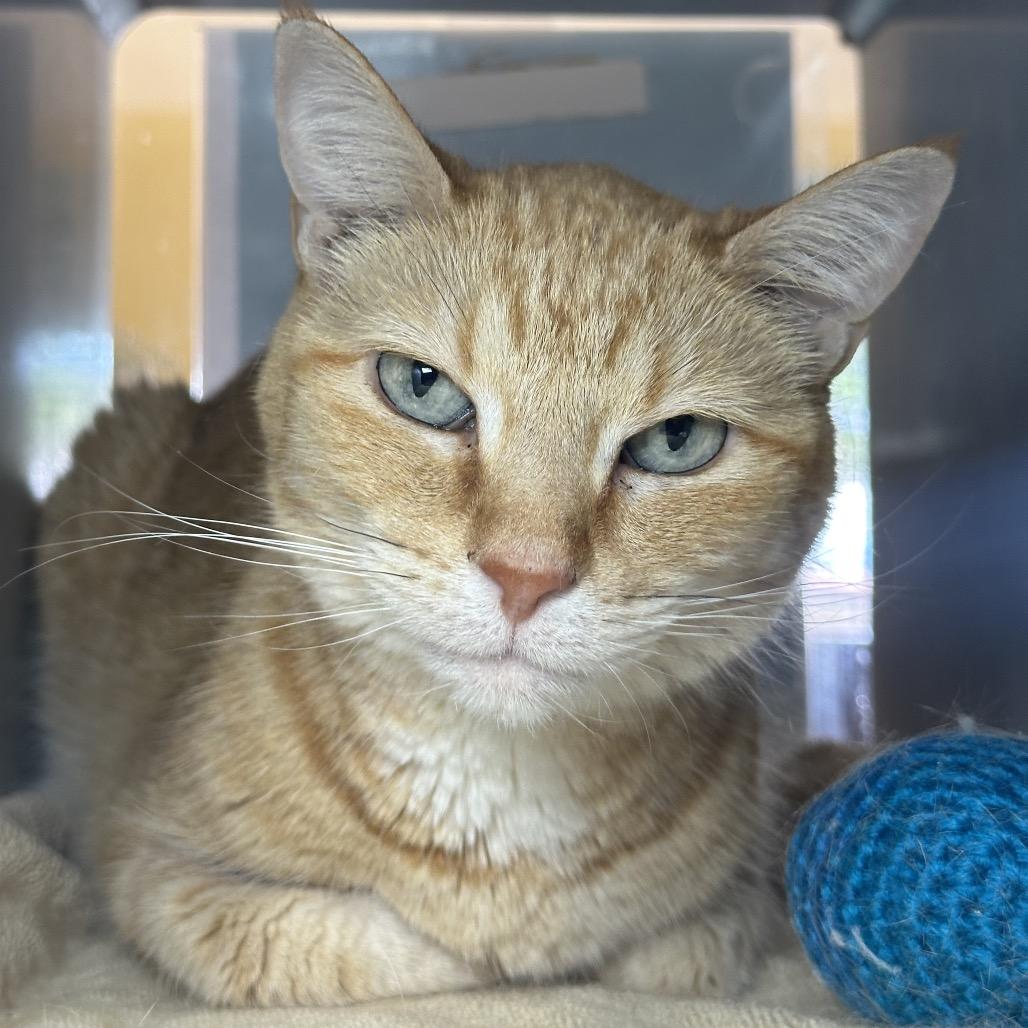 Abby, a Adoptable Domestic Short Hair in Glenwood Springs, CO image 2/4