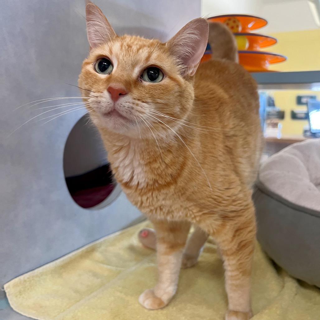 Enlarge Abby, a Adoptable Domestic Short Hair in Glenwood Springs, CO image 3/6