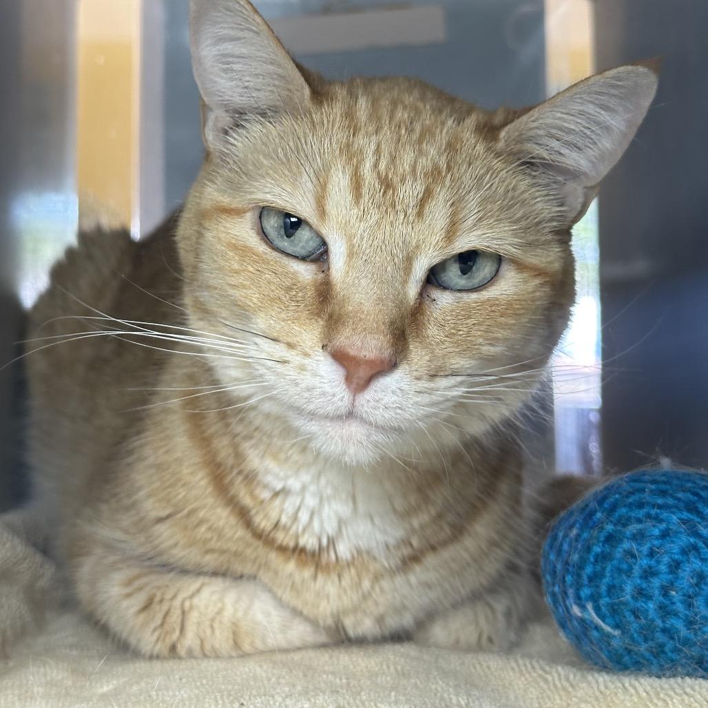 Abby, a Adoptable Domestic Short Hair in Glenwood Springs, CO image 3/4