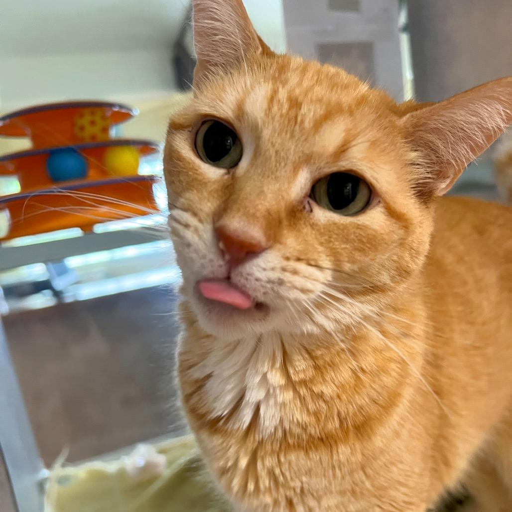 Enlarge Abby, a Adoptable Domestic Short Hair in Glenwood Springs, CO image 4/6