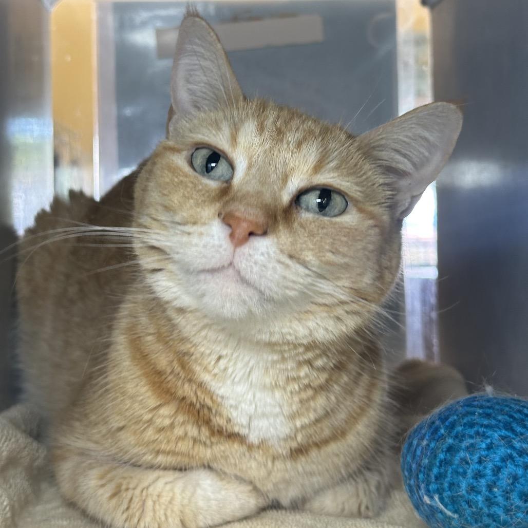 Abby, a Adoptable Domestic Short Hair in Glenwood Springs, CO image 4/4